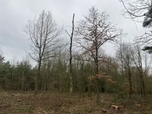 Prodej lesa, Blížejov - Lštění, 6627 m2