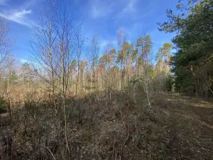 Prodej lesa, Veliny, 4968 m2