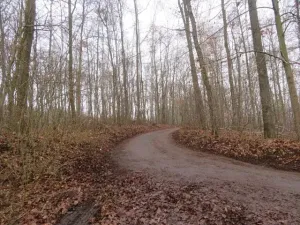 Dražba lesa, Zlín, 707167 m2