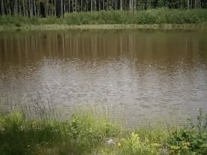 Pronájem rybníku, Sklené nad Oslavou, 10645 m2