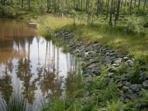 Pronájem rybníku, Sklené nad Oslavou, 10645 m2