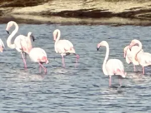 Prodej bytu 3+kk, Santa Pola , Alicante, Costa Blanca, Provincie Alicante, Španělsko, 82 m2