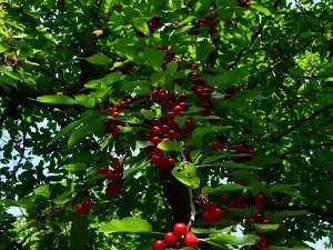 Prodej chaty, Dolní Zálezly, 37 m2