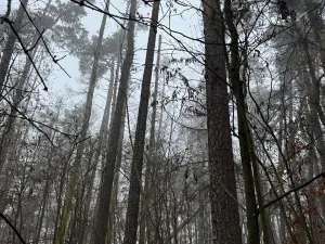 Prodej lesa, Milavče, 5759 m2