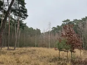 Prodej lesa, Libotenice, 63021 m2