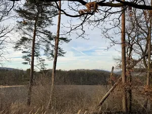 Prodej lesa, Klatovy, 8497 m2