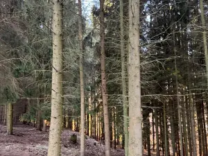 Prodej podílu lesa, Stará Paka, 4610 m2