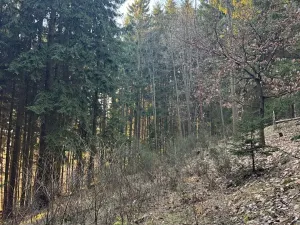 Prodej podílu lesa, Stará Paka, 4610 m2