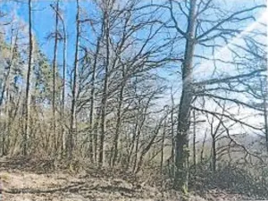 Prodej lesa, Neurazy, 727 m2