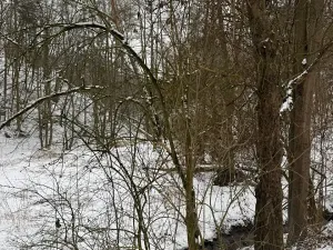 Prodej lesa, Chotiměř, 26763 m2