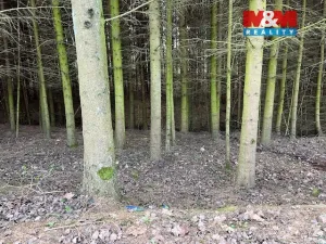 Prodej lesa, Košťálov - Kundratice, 4244 m2