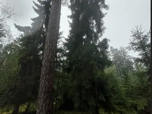 Prodej lesa, Otín, 829 m2