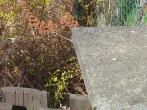 Dražba rodinného domu, Krásná Lípa, Nerudova, 315 m2