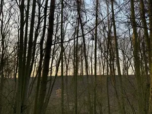 Prodej lesa, Velké Všelisy, 8197 m2