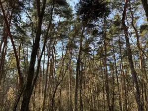 Prodej lesa, Vracov, 3963 m2