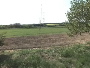 Prodej pole, Kochánky, 9970 m2