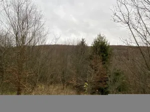 Prodej lesa, Šarovy, 11619 m2