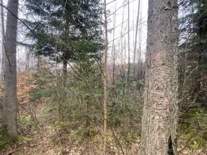 Prodej lesa, Kolinec - Buršice, 3423 m2