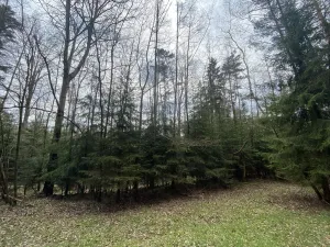 Prodej pozemku, Volfířov - Brandlín, 5958 m2