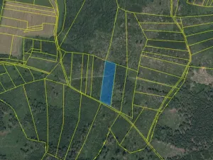 Prodej lesa, Kolinec - Buršice, 5195 m2