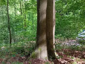 Prodej lesa, Štíty, 18750 m2