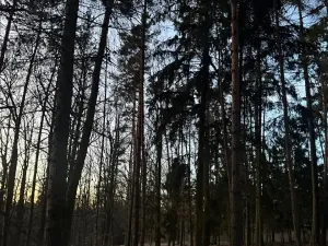 Prodej podílu lesa, Puclice, 12856 m2