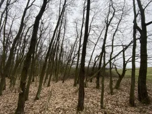 Prodej lesa, Silůvky, 174 m2