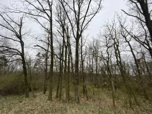 Prodej lesa, Silůvky, 375 m2