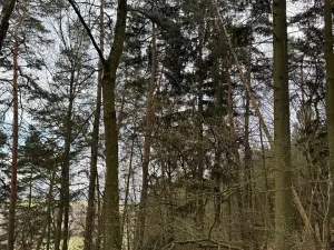 Prodej lesa, Český Dub, 17551 m2