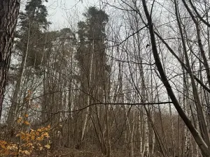 Prodej podílu lesa, Malá Bystřice, 5829 m2