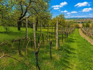 Prodej rodinného domu, Židlochovice, Masarykova, 250 m2