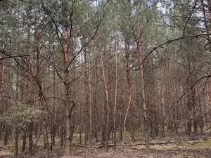 Prodej podílu lesa, Račice, 38354 m2