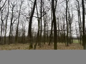 Prodej lesa, Silůvky, 3896 m2