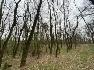 Prodej lesa, Silůvky, 3896 m2