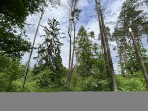 Prodej lesa, Blížejov - Lštění, 4481 m2