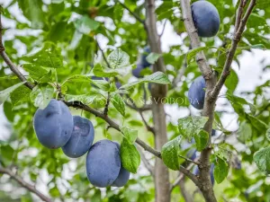 Prodej vily, České Budějovice, Lidická tř., 652 m2