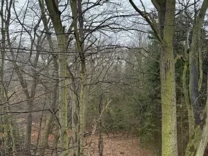 Prodej podílu lesa, Pertoltice, 4226 m2