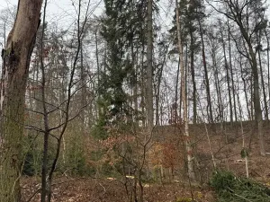 Prodej podílu lesa, Pertoltice, 4226 m2