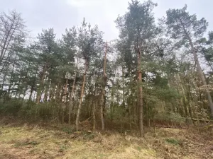 Prodej lesa, Blížejov - Lštění, 4624 m2