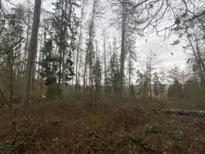 Prodej lesa, Blížejov - Lštění, 4624 m2