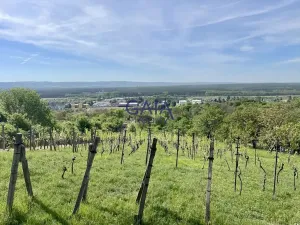 Prodej zahrady, Bzenec, 4488 m2