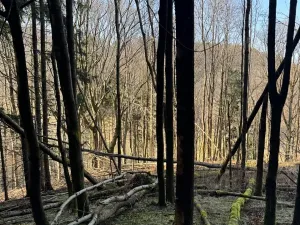 Prodej lesa, Liberec, 14111 m2