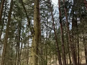 Prodej lesa, Žimutice, 2720 m2