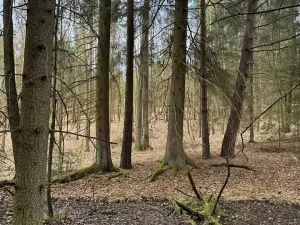 Prodej lesa, Žimutice, 2720 m2