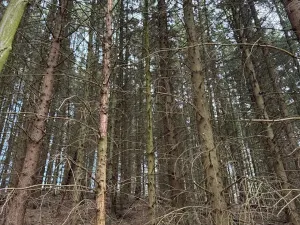 Prodej podílu lesa, Maletín, 10553 m2