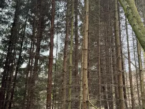 Prodej podílu lesa, Maletín, 10553 m2