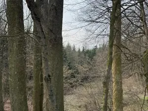 Prodej podílu lesa, Maletín, 10553 m2