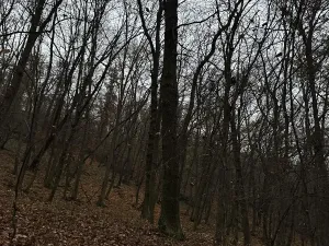 Prodej podílu lesa, Praha, 4596 m2