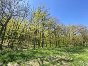 Prodej lesa, Silůvky, 521 m2