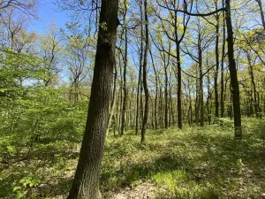 Prodej lesa, Silůvky, 521 m2